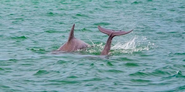 Blue Heron Charters | Eco Tours | Guided Boat Tours | Fishing | Surf Lessons | Topsail Island | Nort