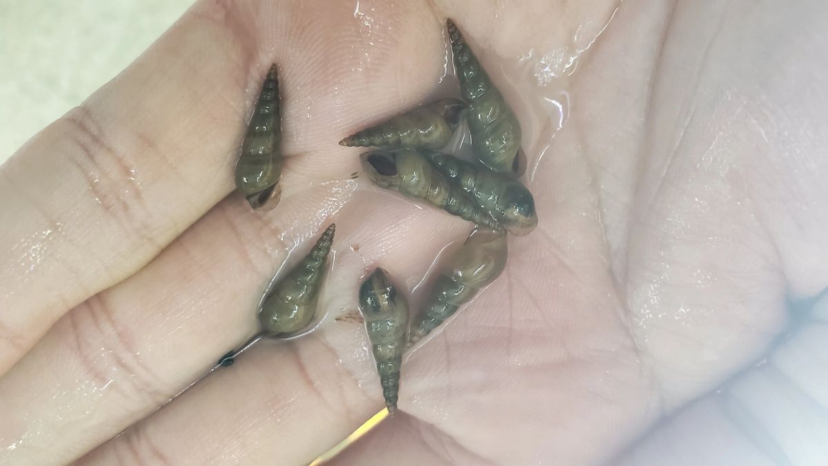 Malaysian Trumpet Snails