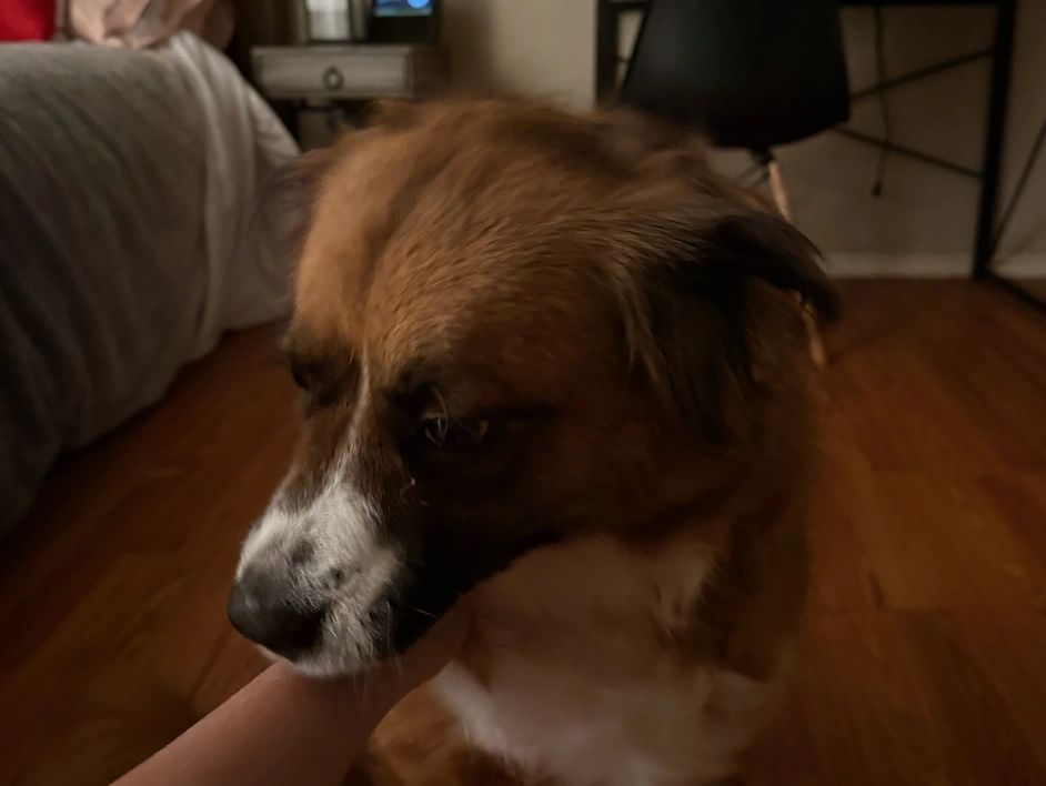 A brown and white dog being petted indoors.
