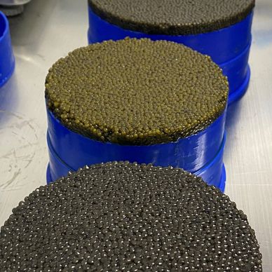 Different Caviar species 