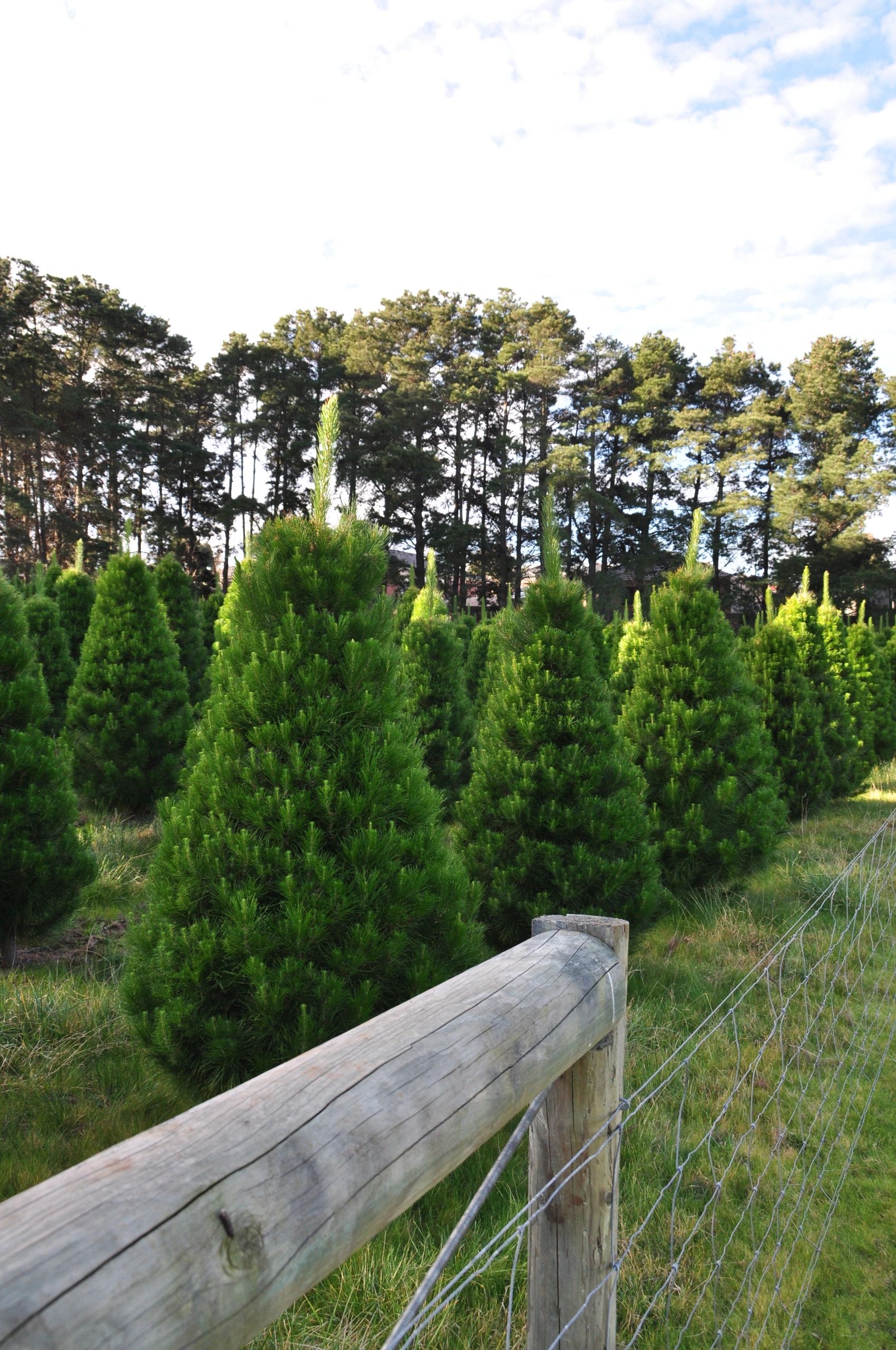 SUNBURY CHRISTMAS TREE FARM