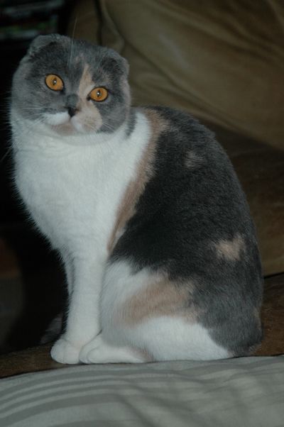Blue calico with copper eyes.  triple folded ears.  Scottish Fold shorthair sitting on couch.