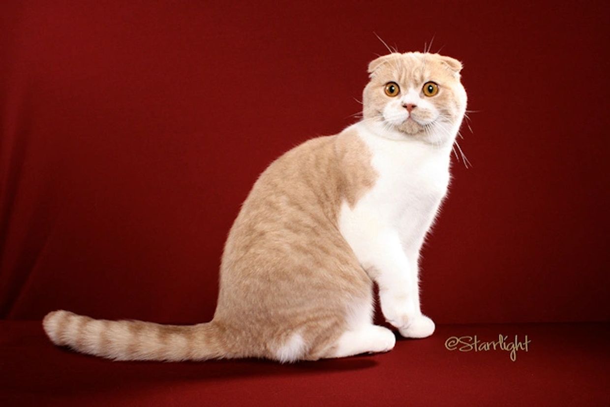 Sonny, our champion Scottish Fold male with triple folded ears.  Cream and white shorthair.