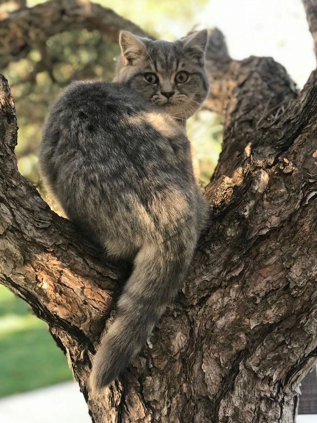 British Shorthair blue tabby male perched up in tree.
