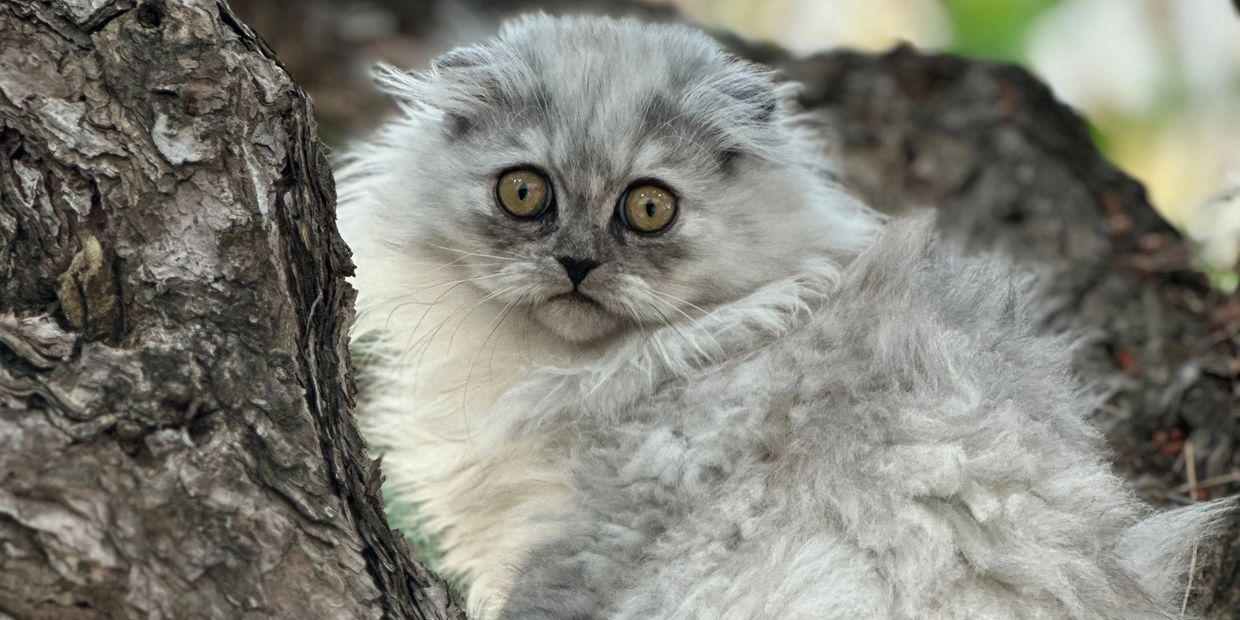 Long hair smoke Scottish Fold kitten with folded ears sitting in tree.