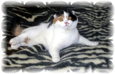 Van patterned, black calico Scottish Fold cat laying down on zebra striped blanket.  Folded ears.