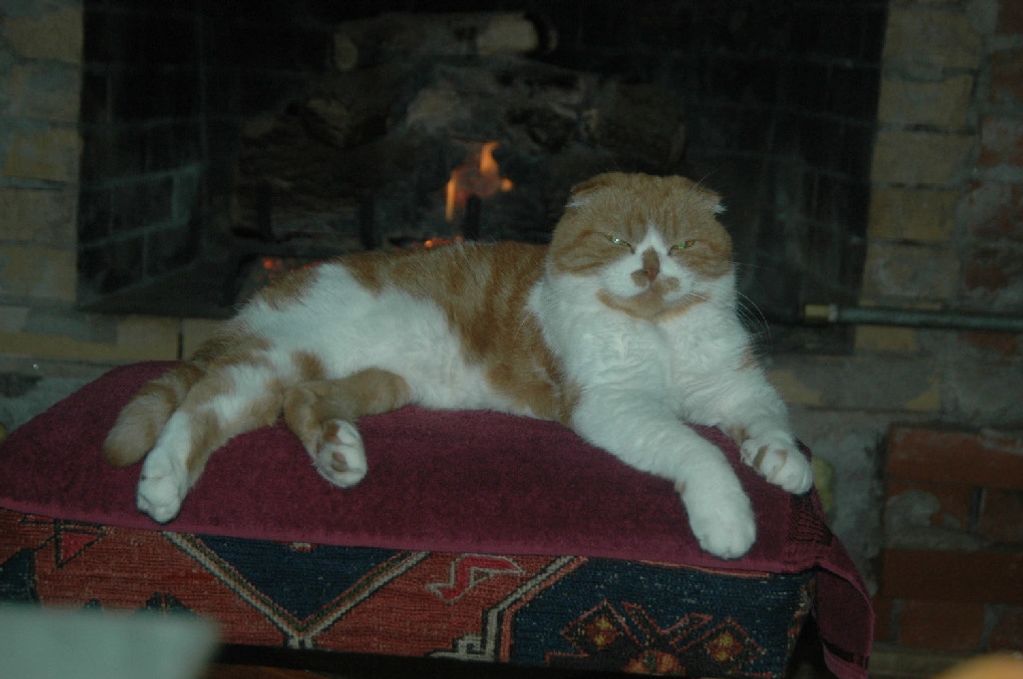 Scottish Fold - The classic red tabby with white, lounging in front of the fire