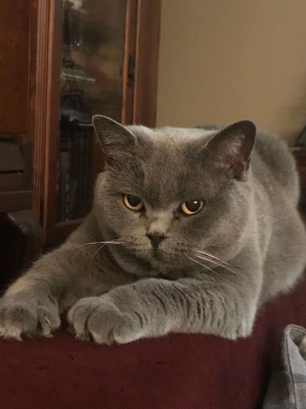 Blue British Shorthair girl, stretched out on the back of the couch.