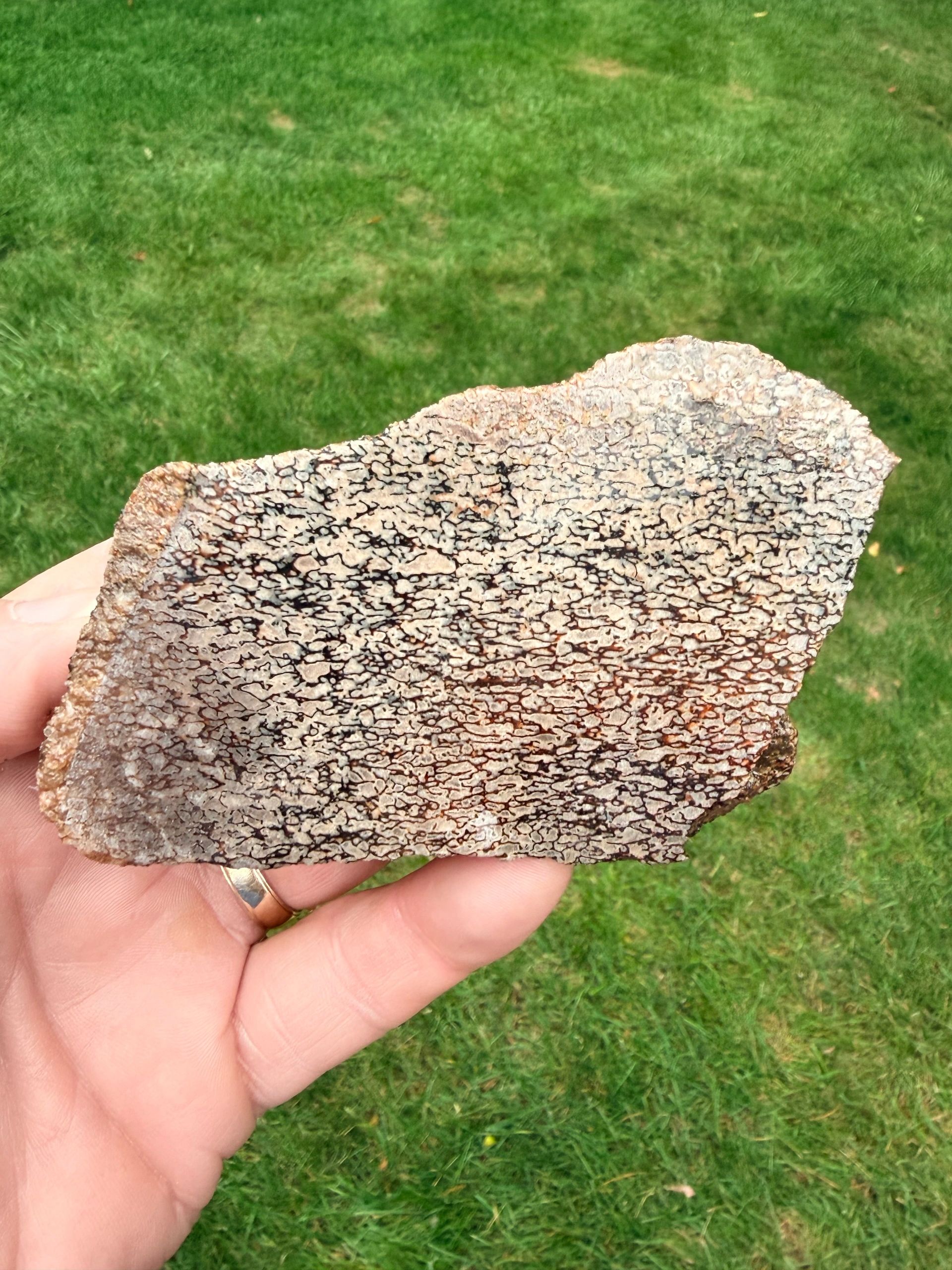 Madagascar Dinosaur Bone End Cut Slab – 7.4 oz, Unknown Dino