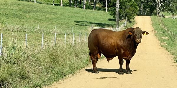 A brown bull standing on a dirt road.
