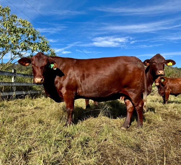 Brown cows standing in a grassy field under a blue sky.