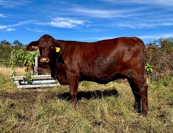 Brown cow standing in a grassy field under blue sky.