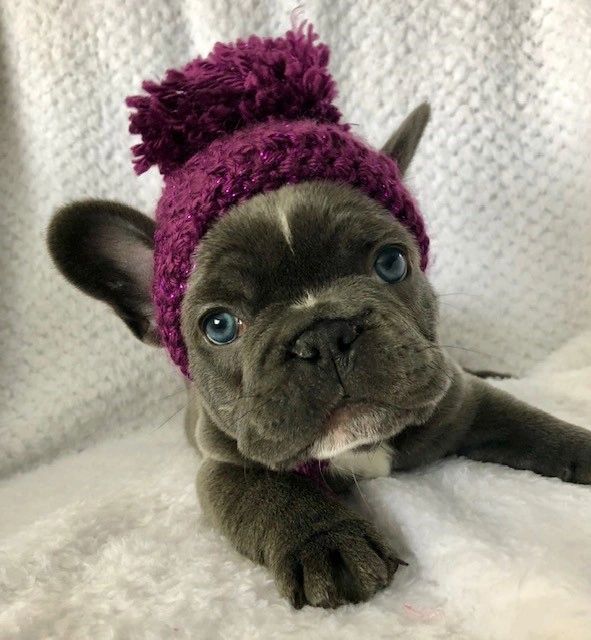 French Bulldog Arctic Dream Frenchies