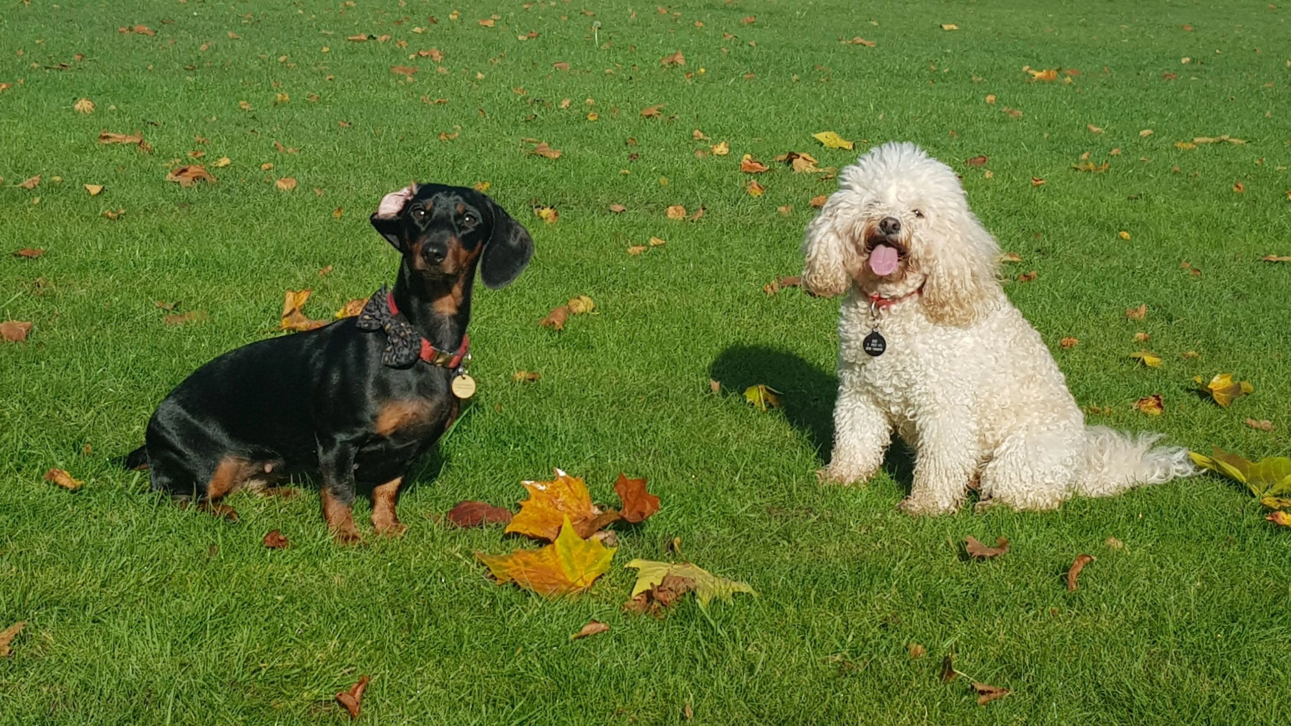 dog-home-boarding-services-and-doggy-day-care-bewdley-pet-care