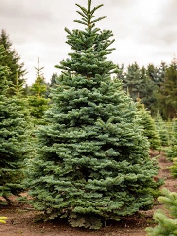 A lush green Christmas tree outdoors.