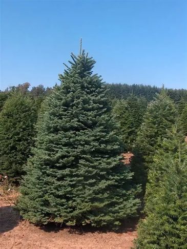 A tall evergreen tree growing outdoors under a clear blue sky.