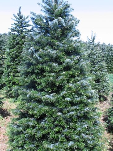A lush green evergreen tree outdoors.