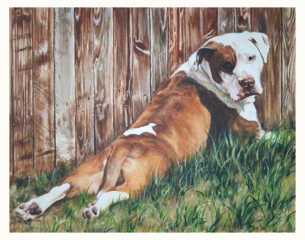 Dog lying on the grass near a wooden fence.