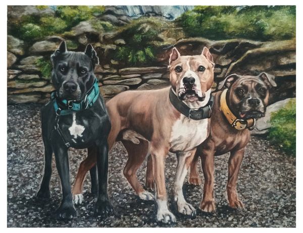 Three alert dogs standing outdoors in front of a stone wall.