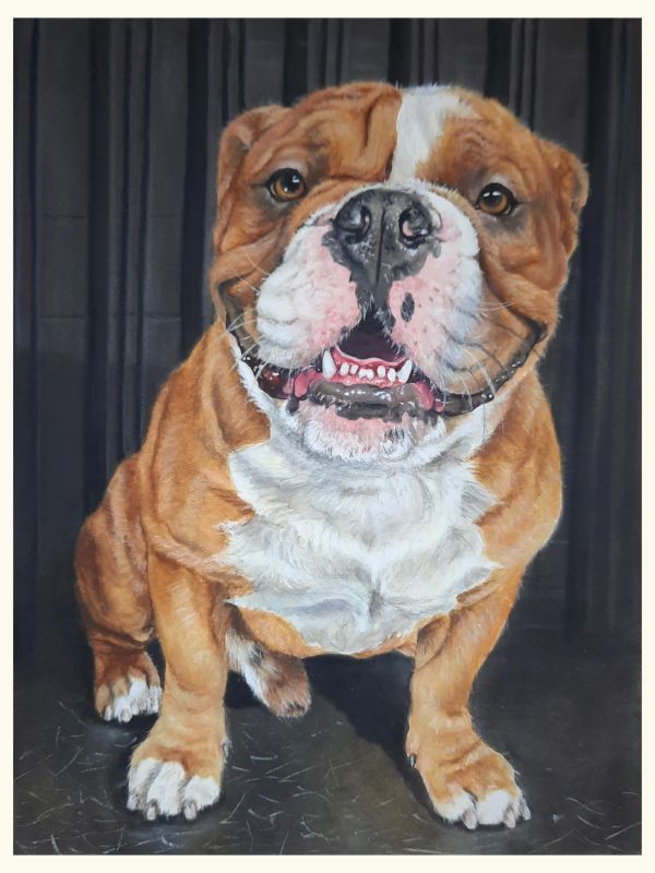 A happy English Bulldog with a smiling face.