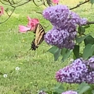 Purple lilacs in full bloom with butterfly and pick dogwood in bloom, small money plants, rye field, natural shredded mulch landscaping.