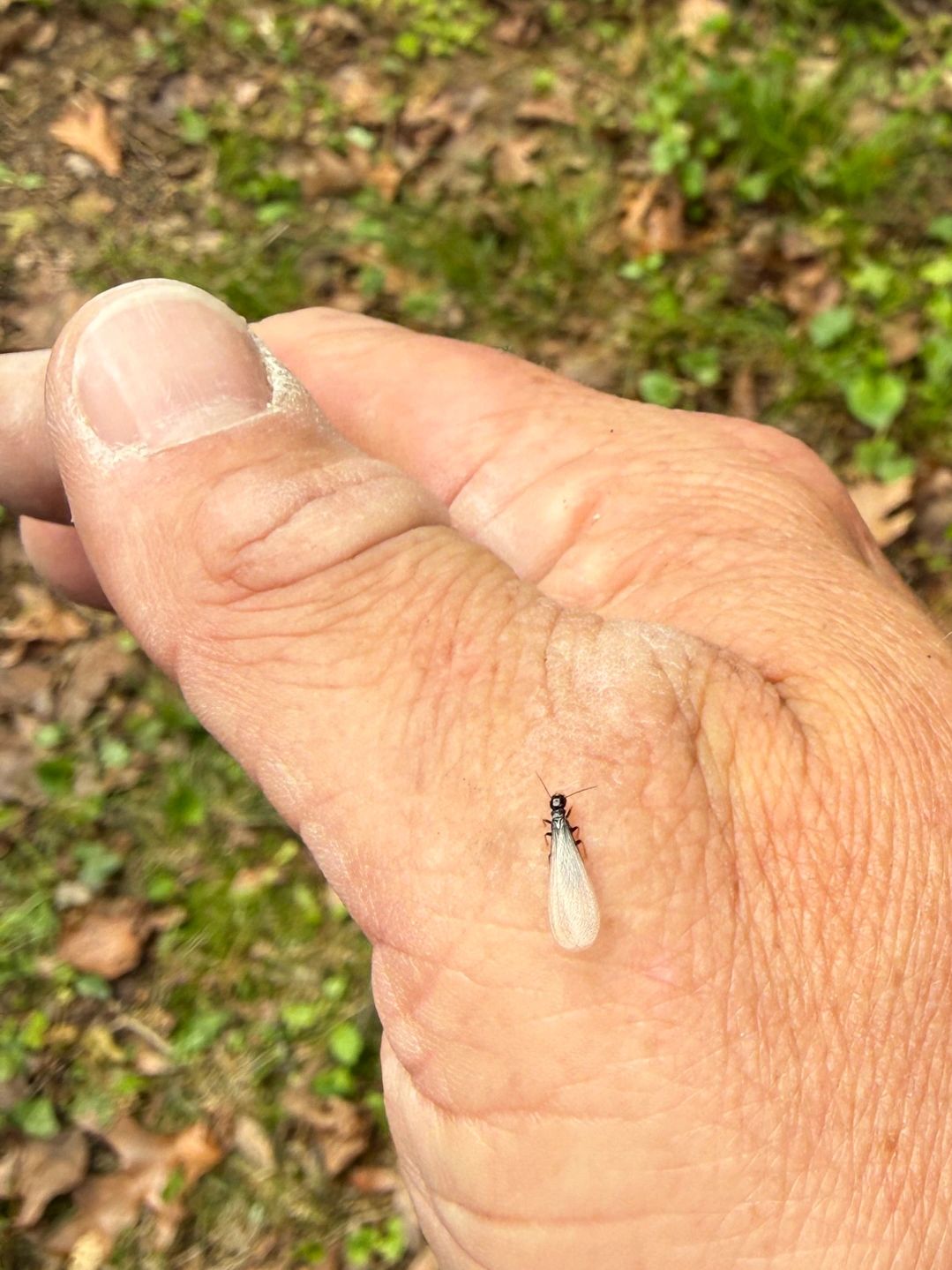 A small insect with wings rests on a person's thumb outdoors.
