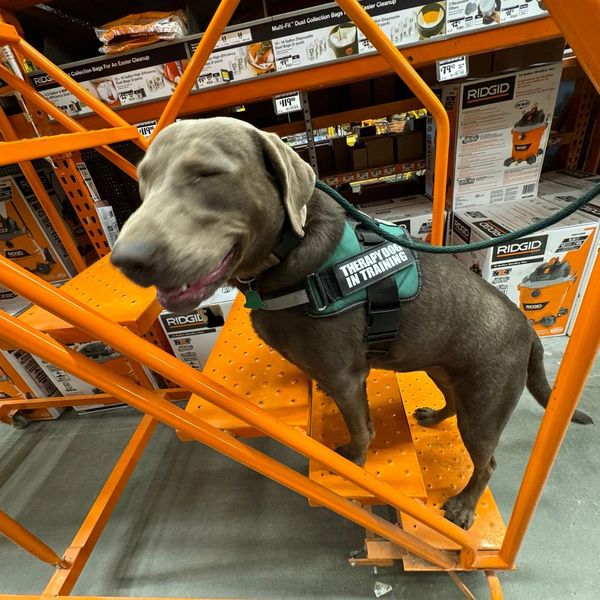Cinder the therapy dog