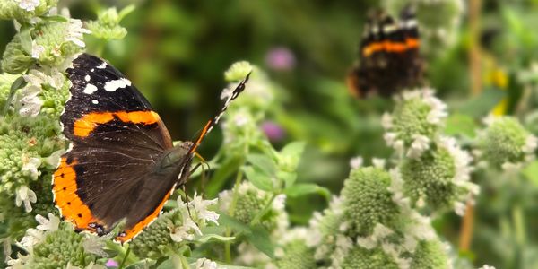 Orange butterflies rest on white flowers