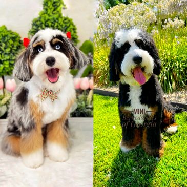 Two adorable Bernedoodles with fluffy coats and happy expressions, one indoors and one outdoors.