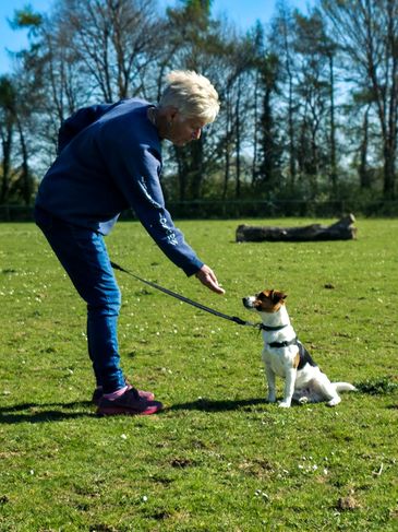 img src="reward-based-dog-training.jpg" alt="Jack Russell during a group class training session"