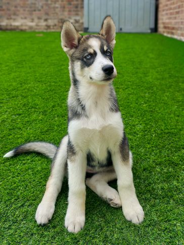 img src="one-to-one-dog-training.jpg"
alt="husky puppy learning how to wait"