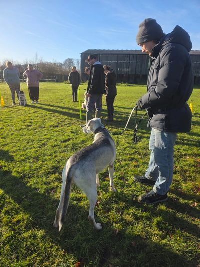 People and dogs gathered outside on a sunny day for training or socializing.