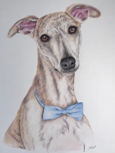 Detailed and realistic, hand-drawn portrait of a ldappled Whippet, drawn with coloured pencils.