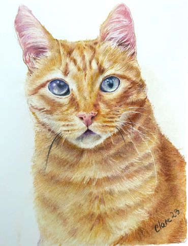 Realistic hand-drawn coloured pencil portrait of a ginger cat with striking blue eyes.