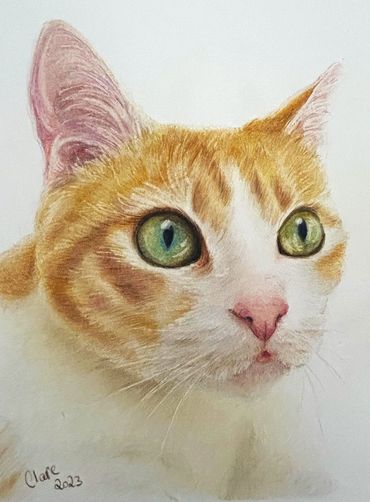 A4 memorial portrait of a ginger and white cat done with coloured pencils. 