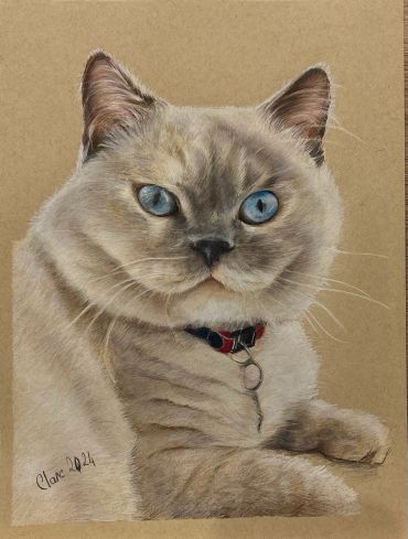 Realistic hand-drawn coloured pencil portrait of a blue-eyed cat wearing a collar.