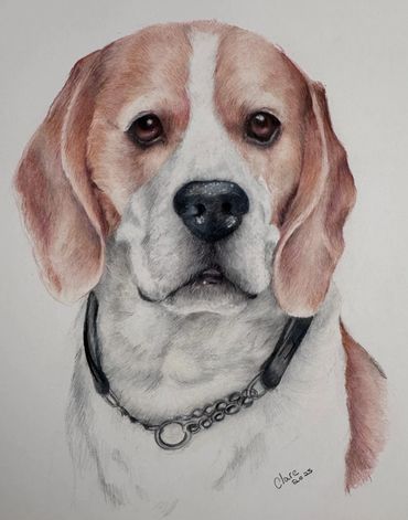 Detailed and realistic, hand-drawn portrait of a Beagle drawn with coloured pencils