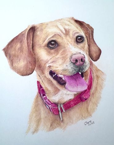 Detailed and realistic, hand-drawn portrait of a brown dog with coloured pencils