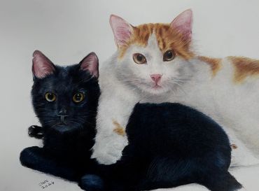 Hand-drawn coloured pencil portrait of two cats, one black and one white with ginger markings.