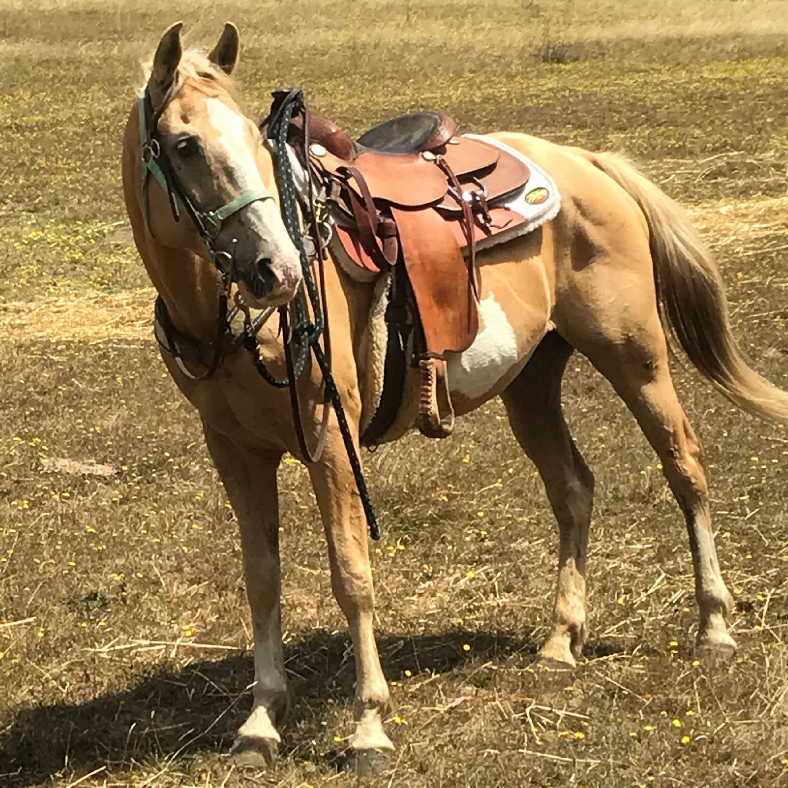 palomino horses with saddles