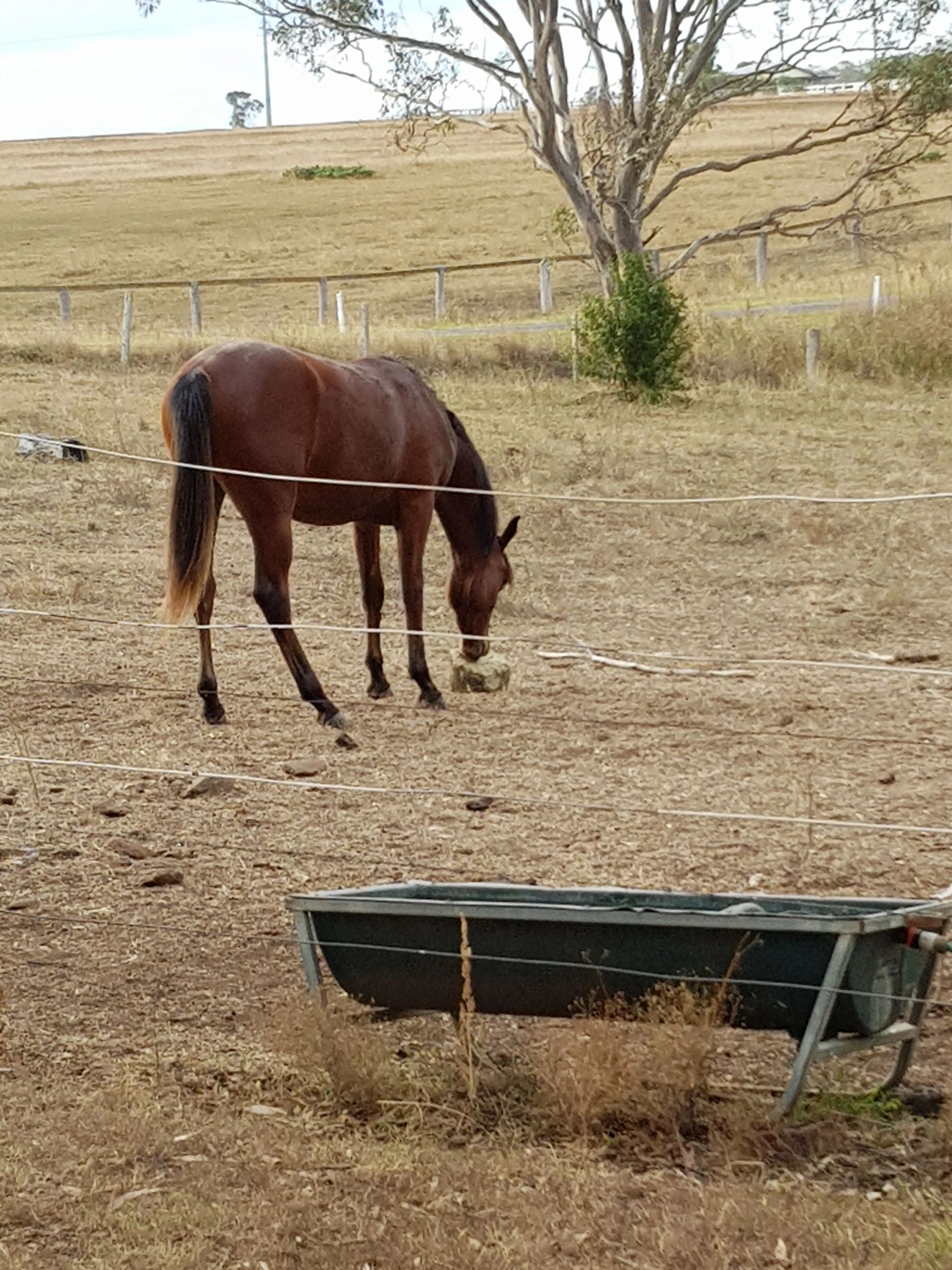 What should I feed my horse during a drought or dry spell? Part 1
