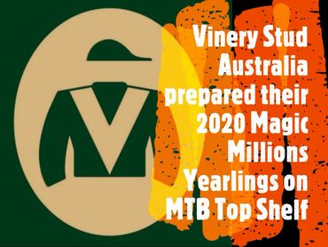 Vinery Stud Australia used MTB Top Shelf to prepare their 2020 Magic Millions yearlings