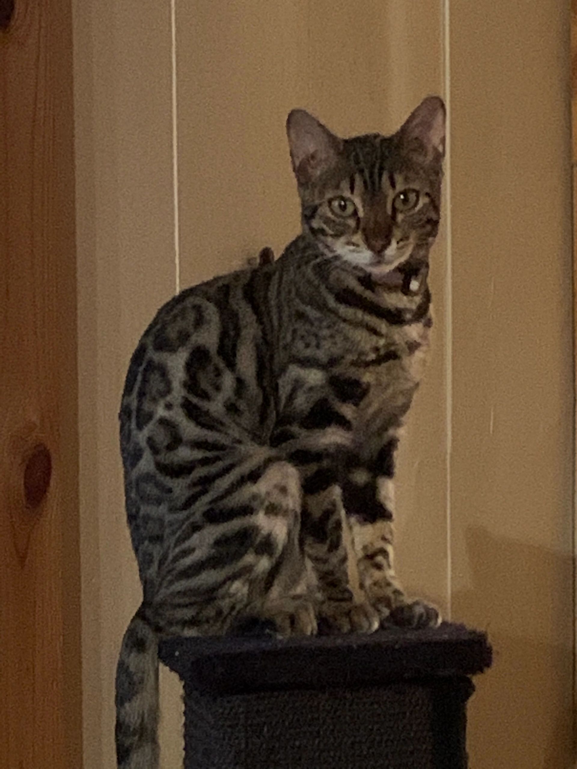 TICA registered Bengal Queen "Flower"