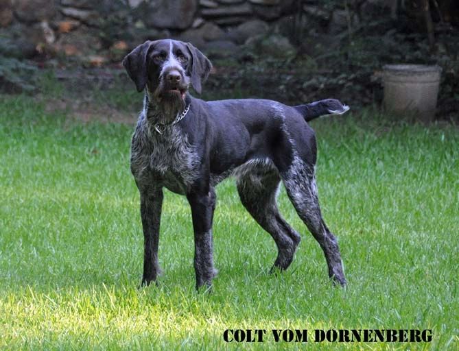 Briar Ridge Kennels