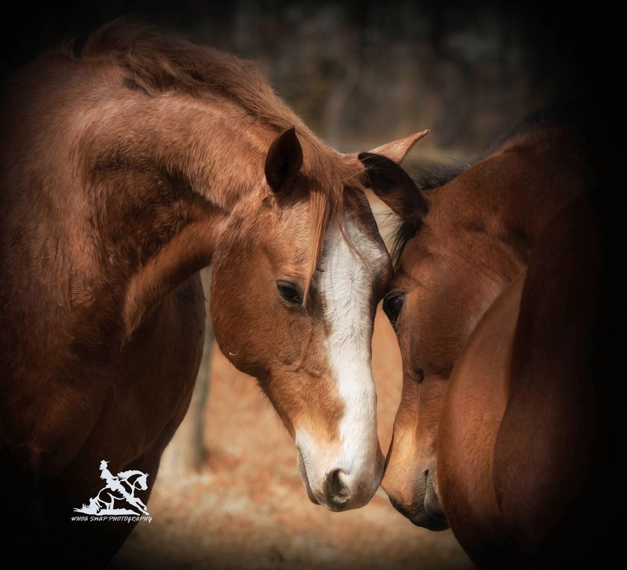 Saving Grace Rescue - Photo 1