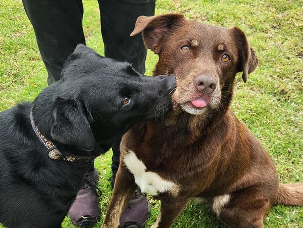 Black labrador kissing a red kelpie
