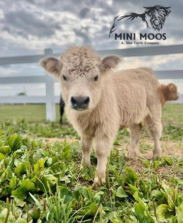 Mini Moos For Sale