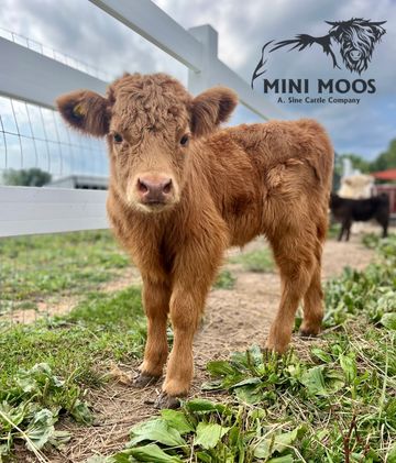 Mini Moos For Sale