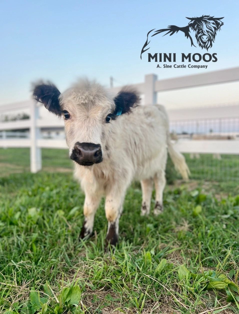 mini cows