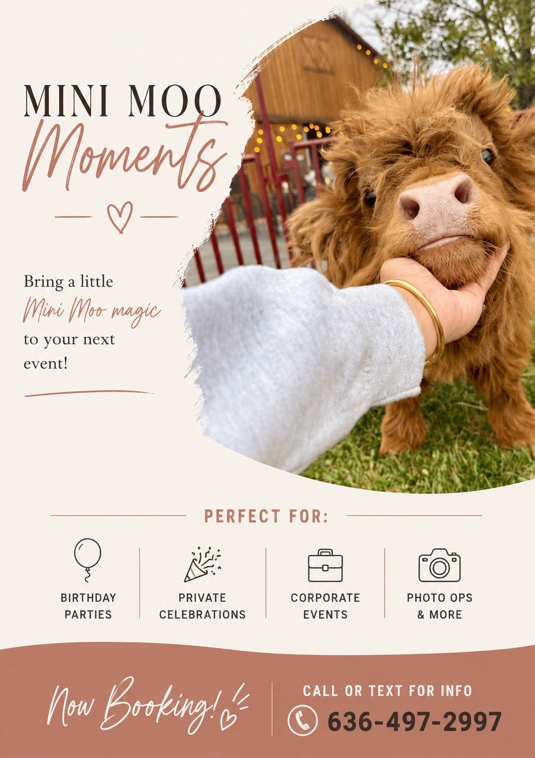 Cute mini cow for event bookings and photo ops.